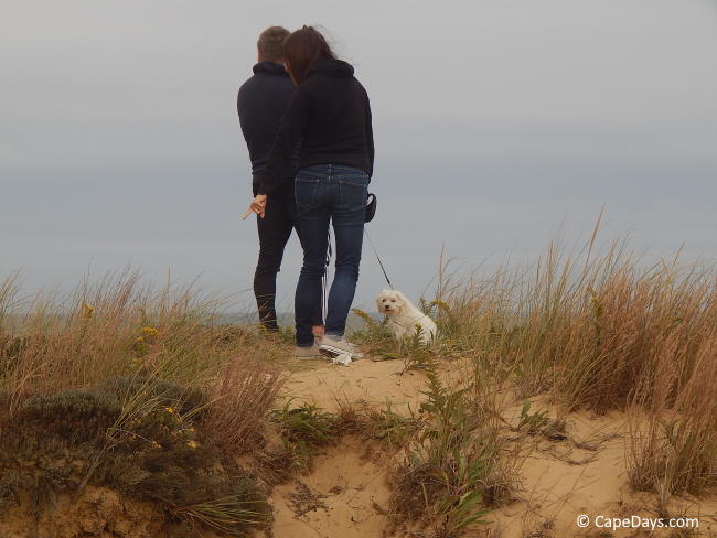 are dogs allowed at cape cod national seashore