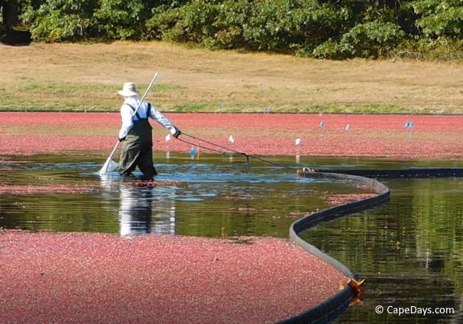 Want To Watch A Cape Cod Cranberry Harvest Visit A Bog 2024   Using Cranberry Boom 